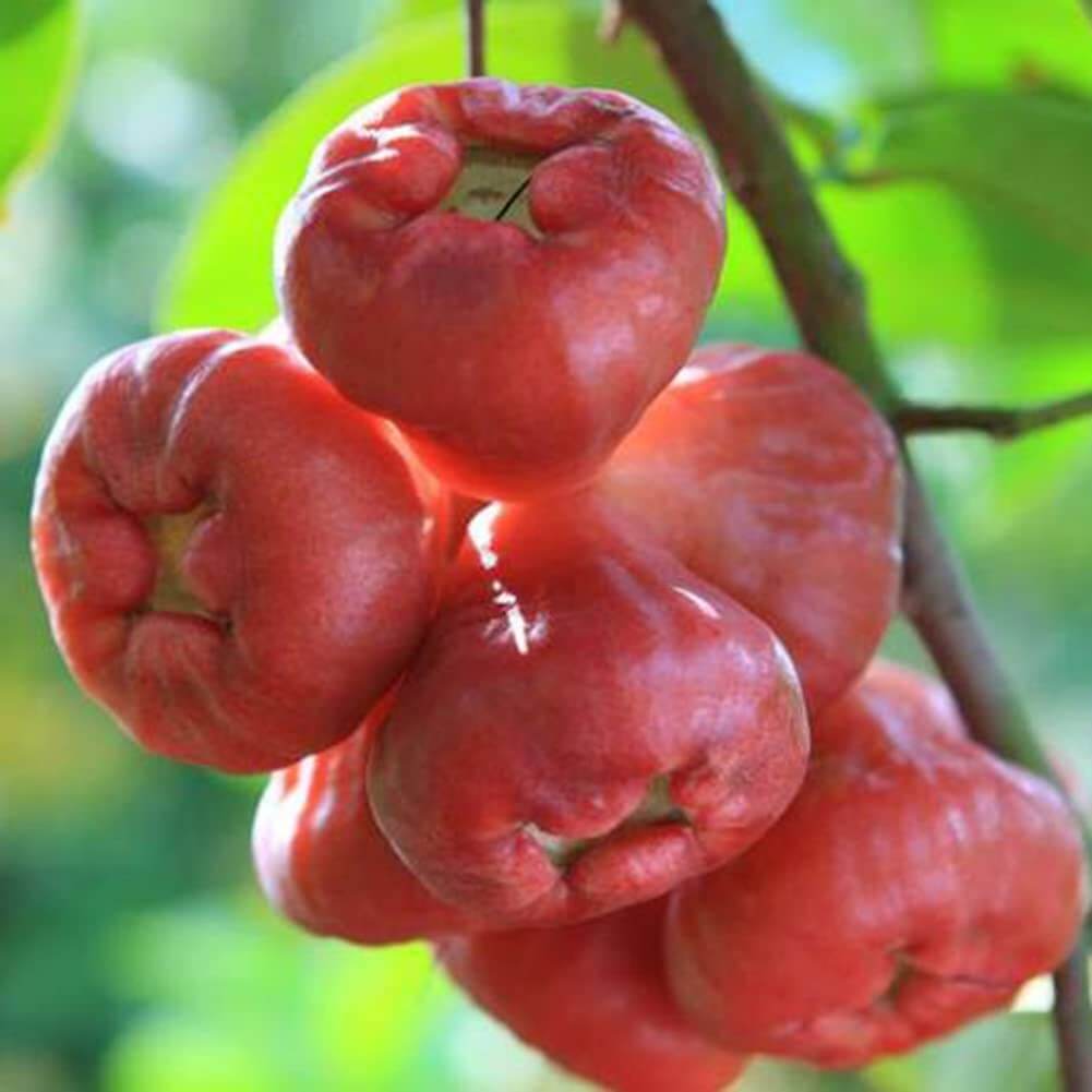Rose Apple Seeds