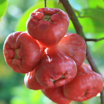 Rose Apple Seeds