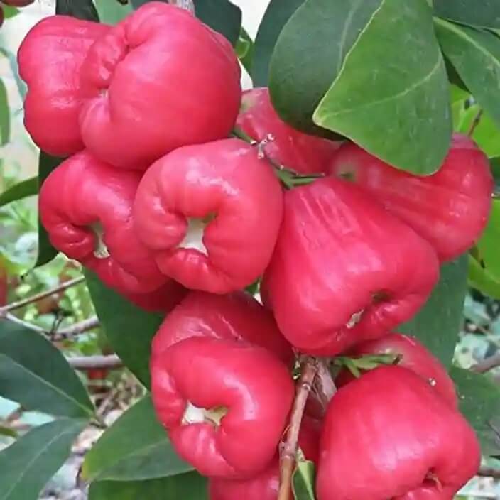 Rose Apple Seeds