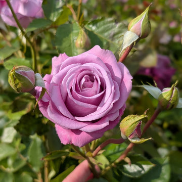 Rose Seeds – Climbing Blue Moon