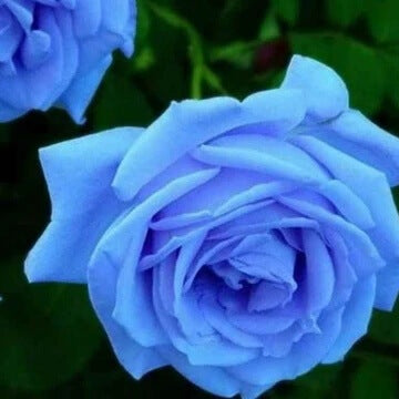 Rose Seeds – Blue – Wildflower