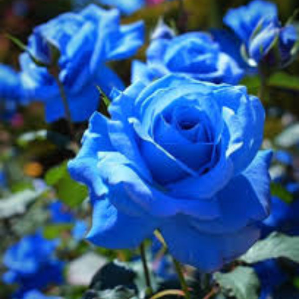 Rose Seeds – Blue – Wildflower