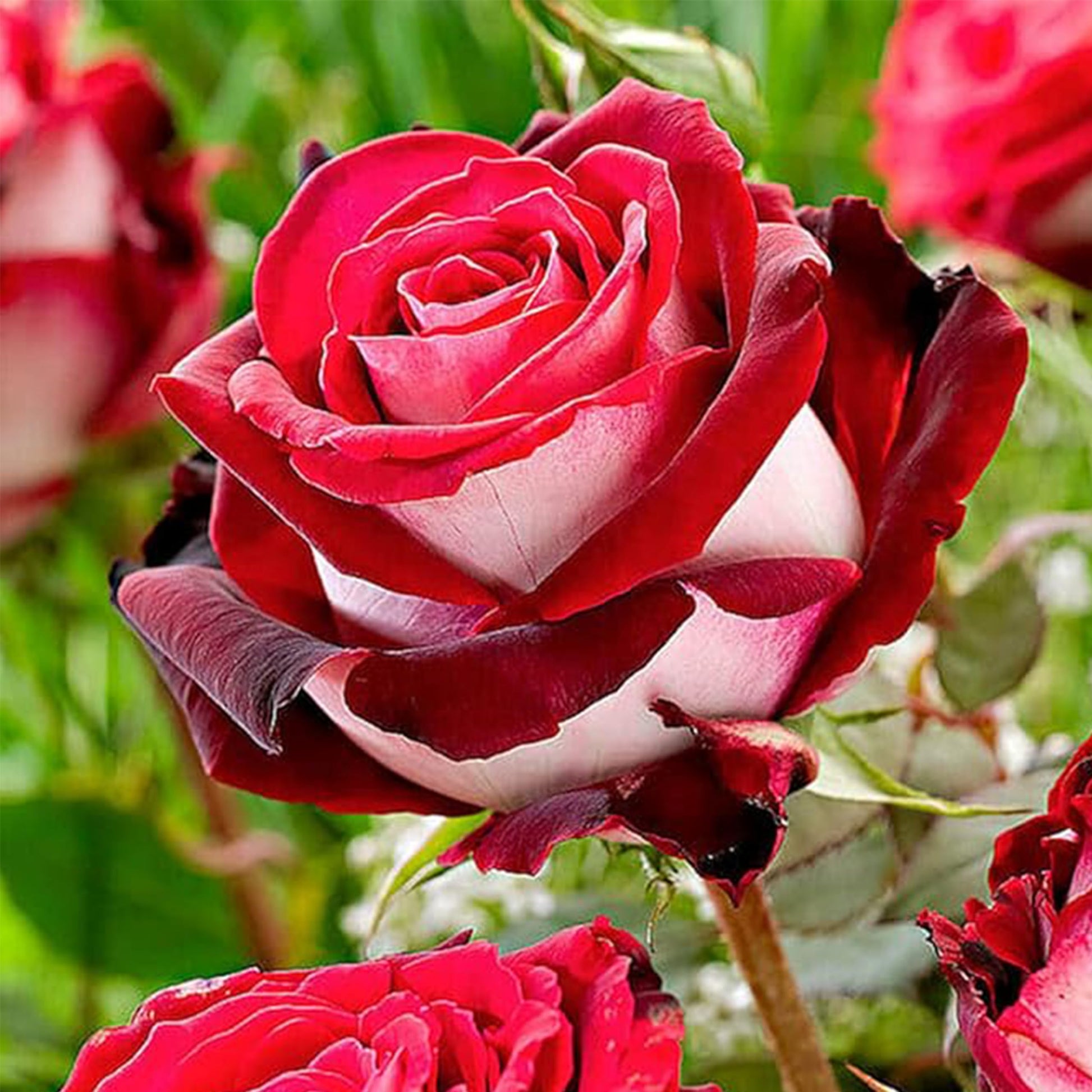 Rose Bush Love in a Mist Seeds 