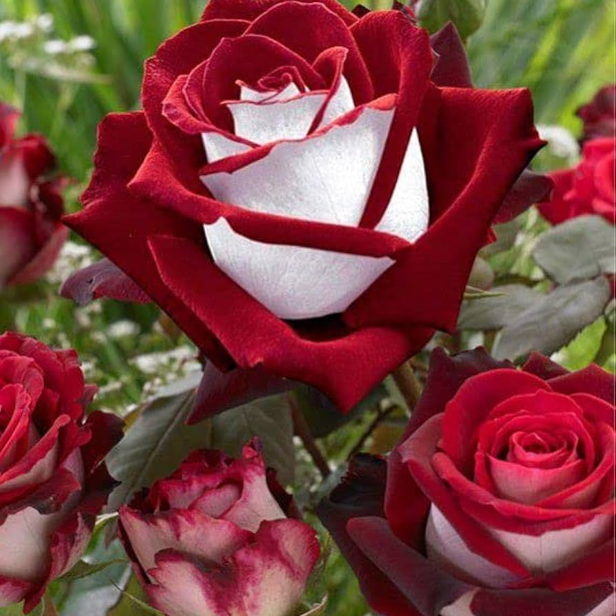 Rose Bush Love in a Mist Seeds 