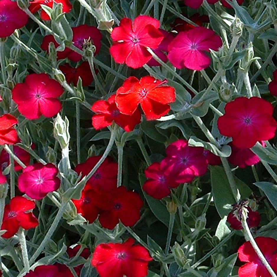 Rose Campion Seeds 