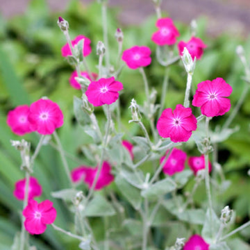 Rose Campion Seeds 