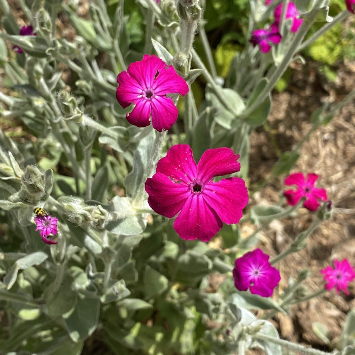 Rose Campion Seeds 