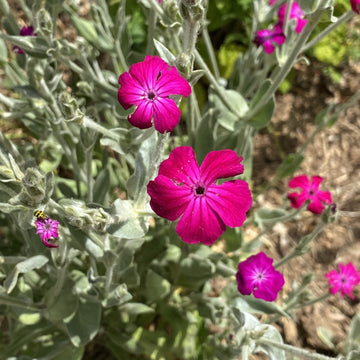 Rose Campion Seeds 