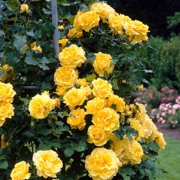 Rose Seeds –  Bright Yellow