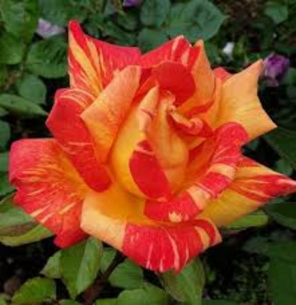 Rose Flower Seeds – Orange Rainbow