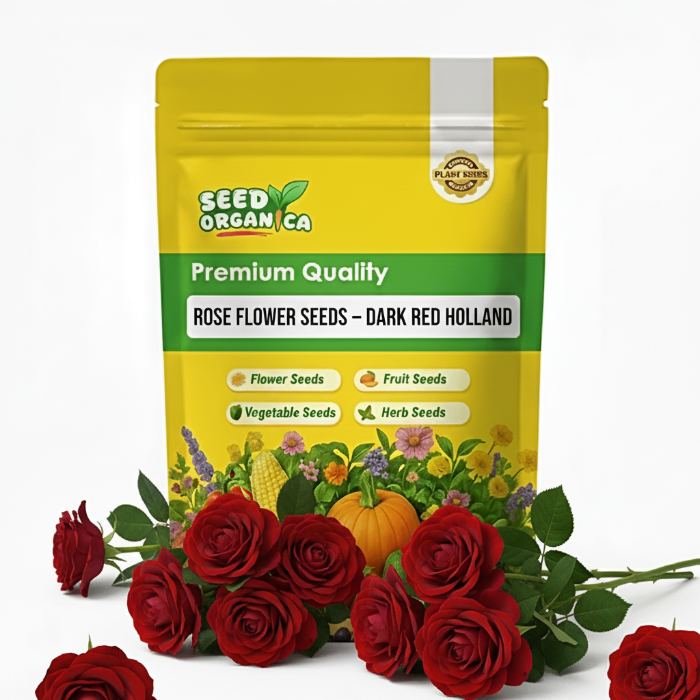 Rose Flower Seeds – Dark Red Holland