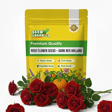 Rose Flower Seeds – Dark Red Holland