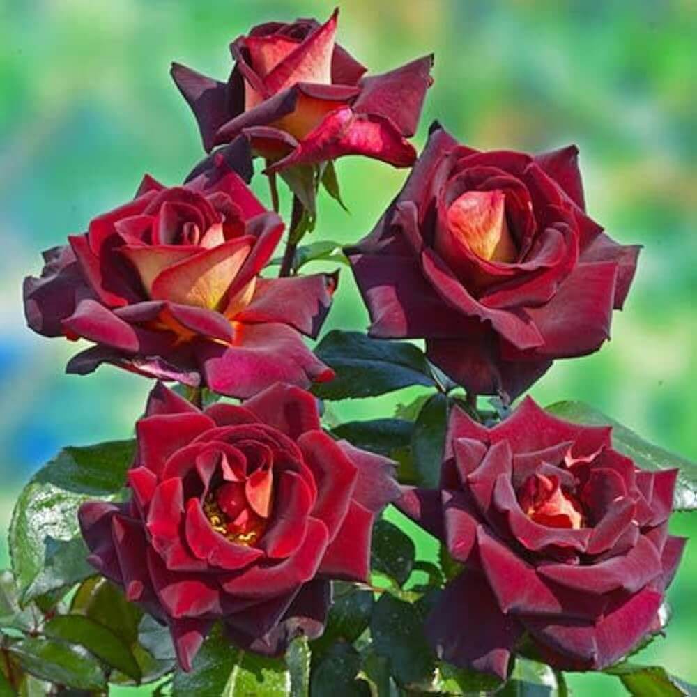  Rose Flower Seeds – Dark Red Holland