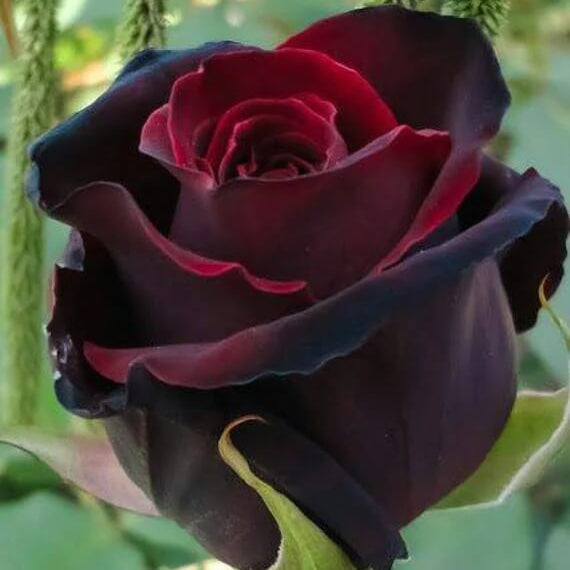  Rose Flower Seeds – Dark Red Holland