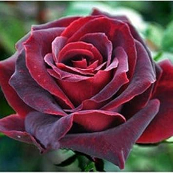 Rose Flower Seeds – Maroon