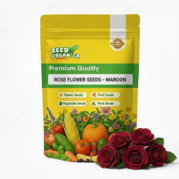 Rose Flower Seeds – Maroon