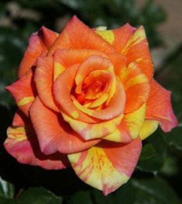 Rose Flower Seeds – Orange Rainbow