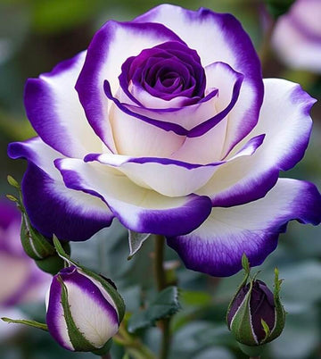 Rose Flower Seeds – Violet Mix