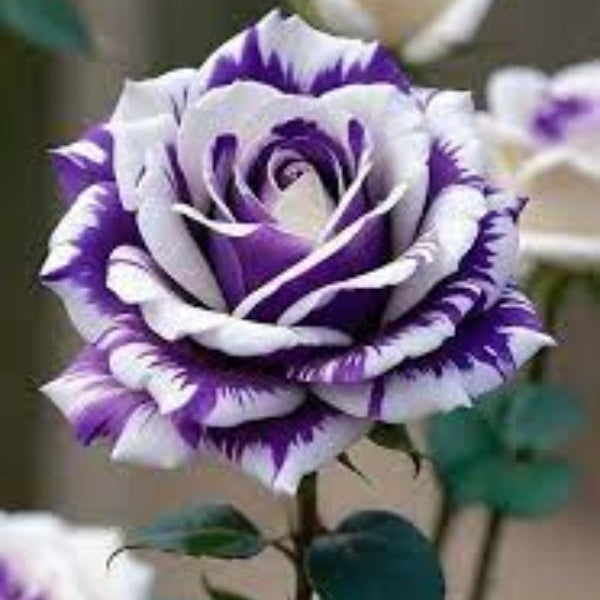 Rose Flower Seeds – Violet Mix