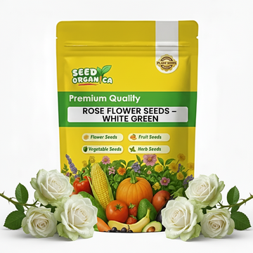 Rose Flower Seeds – White Green
