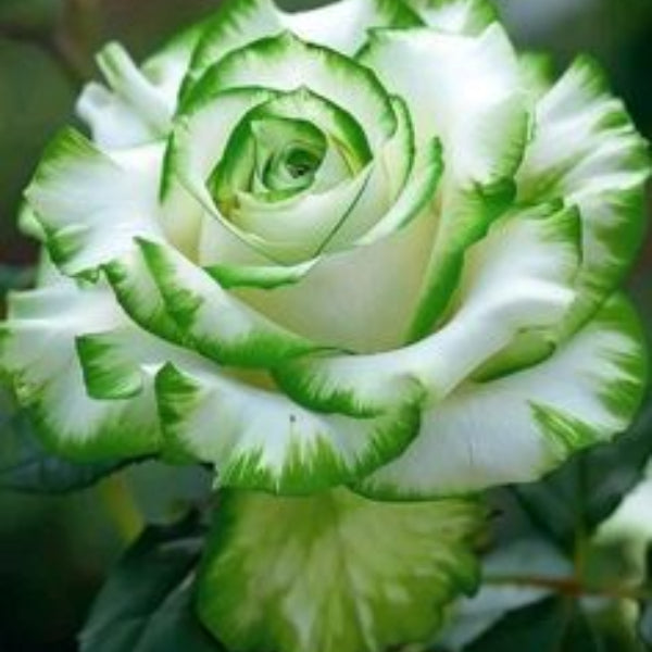 Rose Flower Seeds – White Green Multi-Color