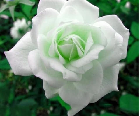 Rose Flower Seeds – White Green Multi-Color