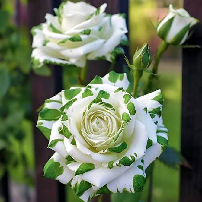 Rose Flower Seeds – White Green Multi-Color
