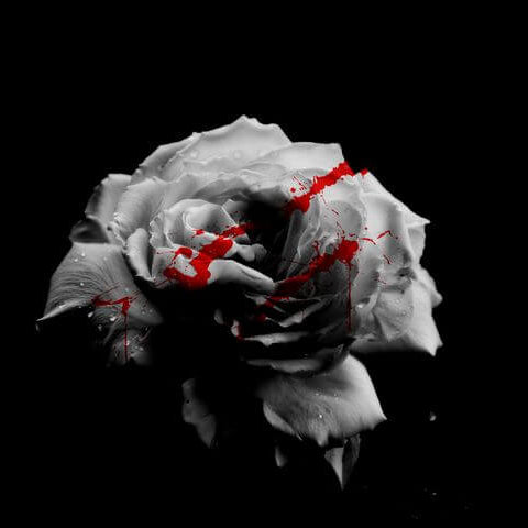 Rose Flower Seeds – White Knight