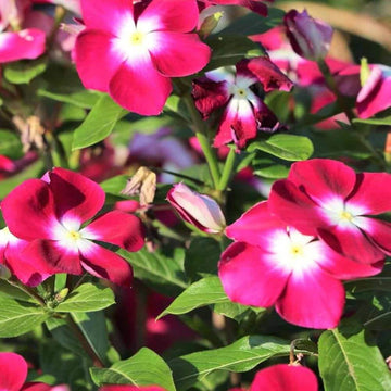 Rose Halo Periwinkle Vinca Seeds 