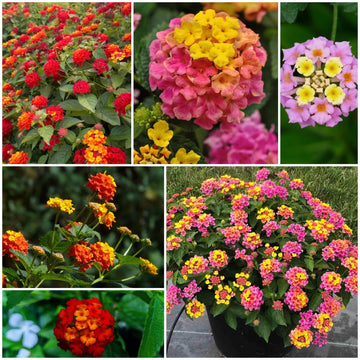 Rose & Lantana Seeds - All In One For Home Gardens