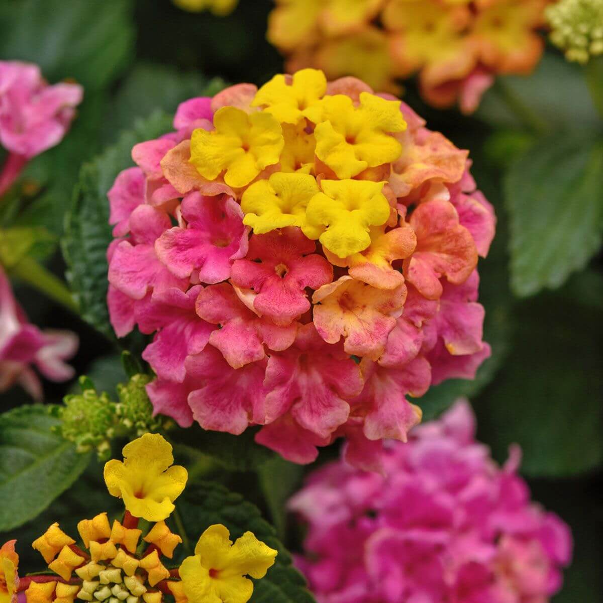 Rose & Lantana Seeds - All In One For Home Gardens