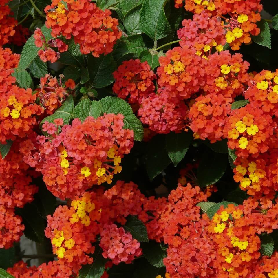Rose & Lantana Seeds - All In One For Home Gardens
