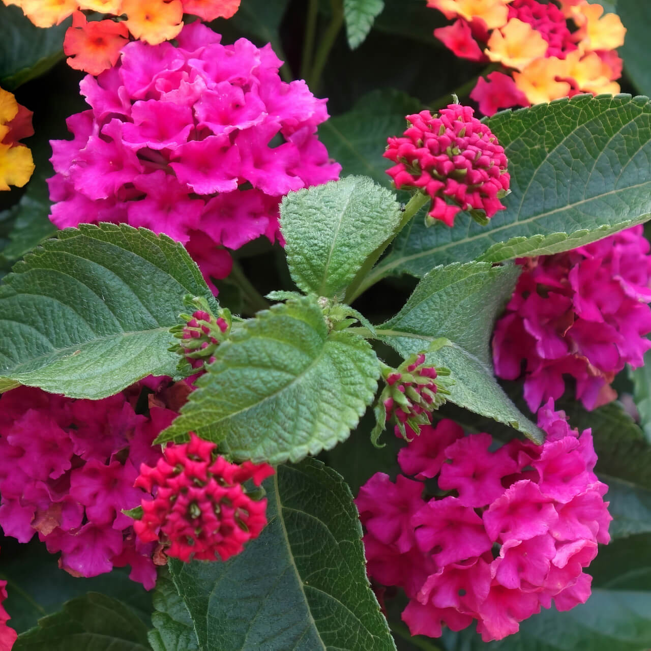 Rose & Lantana Seeds - All In One For Home Gardens