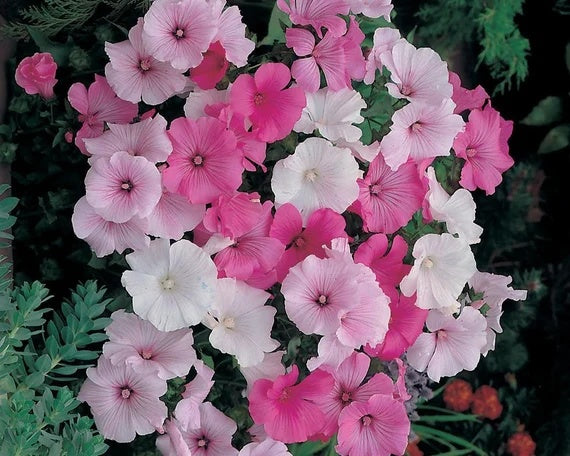 Rose Mallow Seeds – Mixed