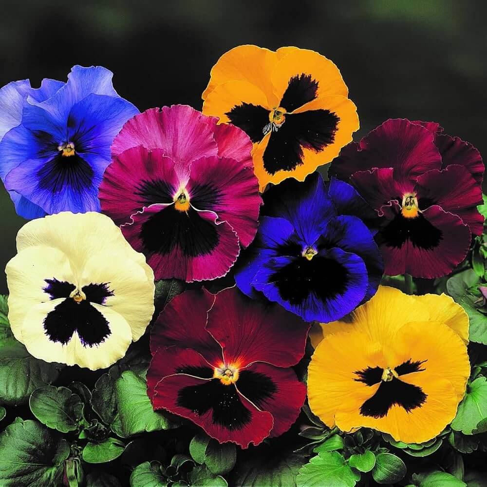 Rose Pansy Seeds 