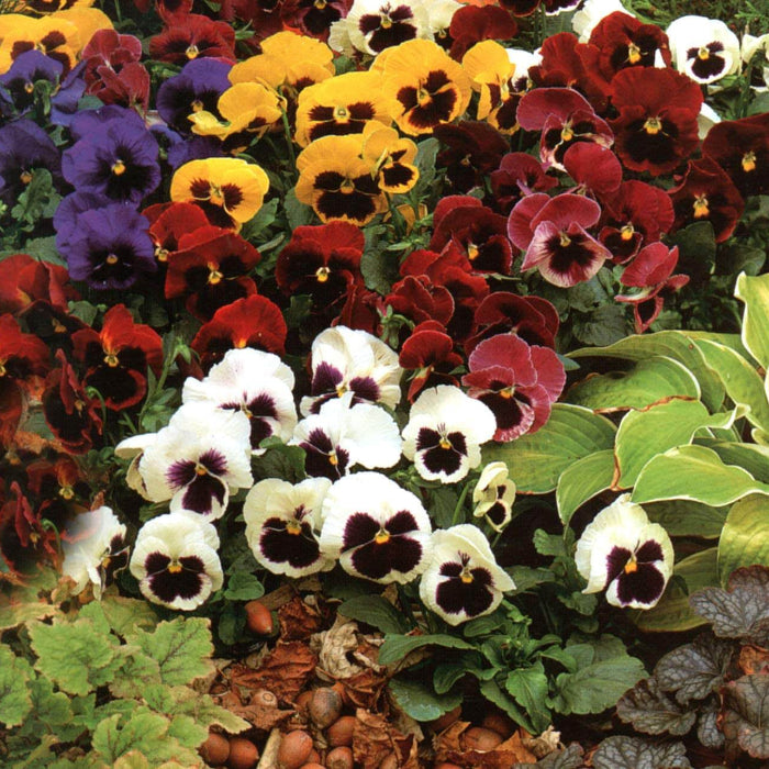 Rose Pansy Seeds 