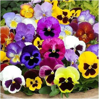 Rose Pansy Seeds 