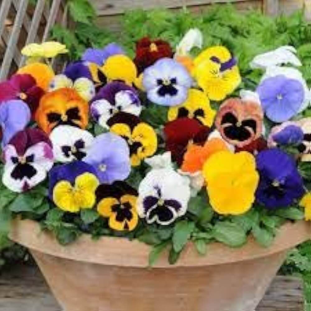 Rose Pansy Seeds 