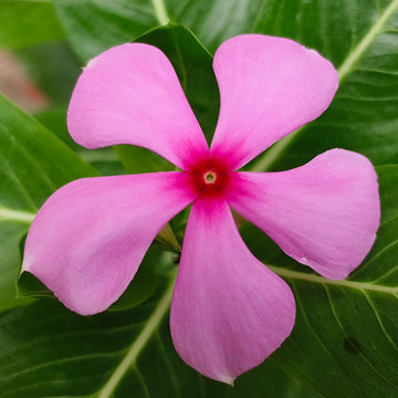 Rose Periwinkle Seeds - Flower Plant