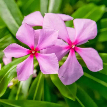 Rose Periwinkle Seeds - Flower Plant