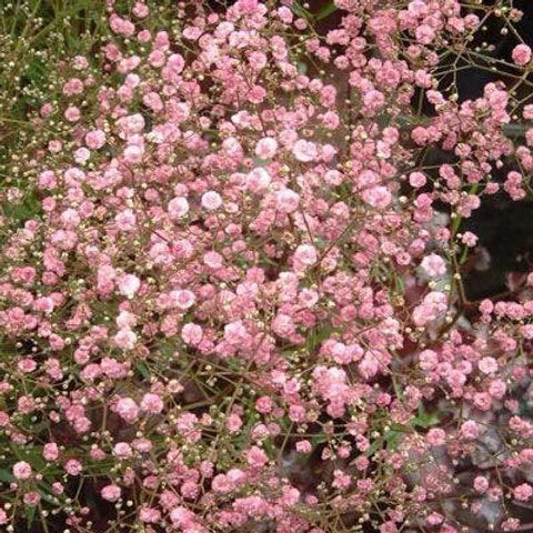 Rose Pink Paniculata Gypsophila Seeds
