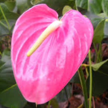 Rose Pink anthurium Seeds