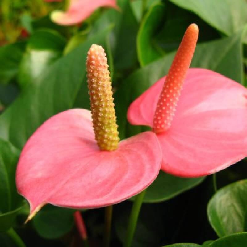 Rose Pink anthurium Seeds