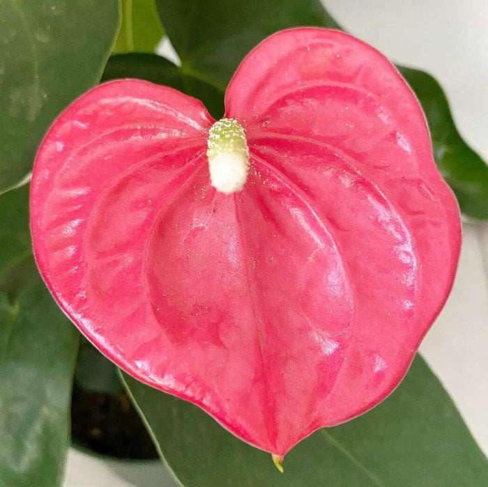 Rose Pink anthurium Seeds