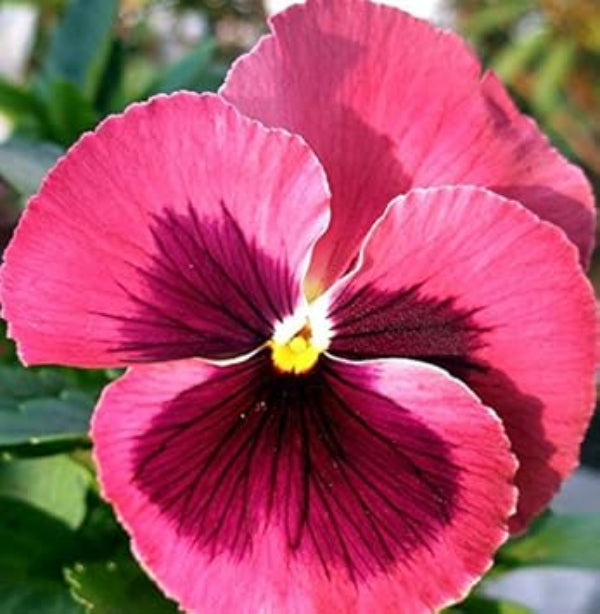 Rose Plant Seeds – Pansy