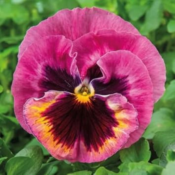 Rose Plant Seeds – Pansy
