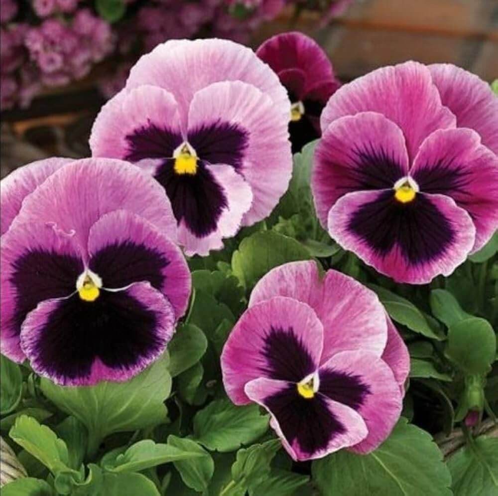 Rose Plant Seeds – Pansy