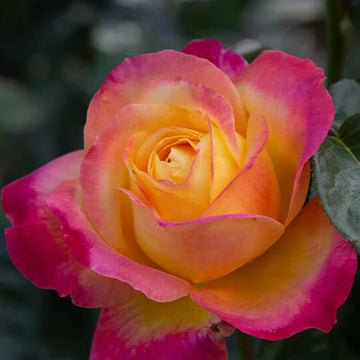 Rose Plant Seeds – Pink Yellow