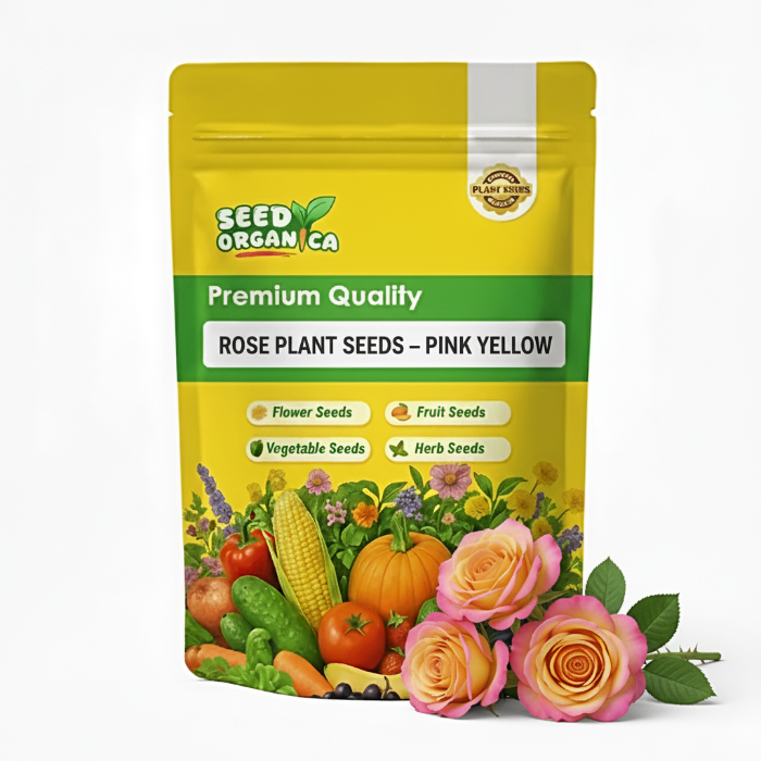 Rose Plant Seeds – Pink Yellow