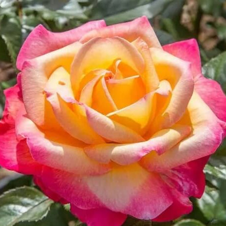 Rose Plant Seeds – Pink Yellow